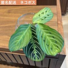 【限定特価】 2025年最新】マランタの人気アイテム - メルカリ その他観葉植物