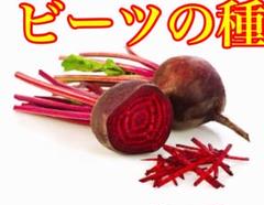 ビーツの種 200粒