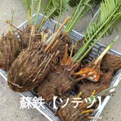 2025年最新】ソテツ 子株の人気アイテム - メルカリ