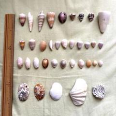 天然 貝殻セット 36個 天然素材　夏休み　自由研究　工作　美術　ハンドメイド