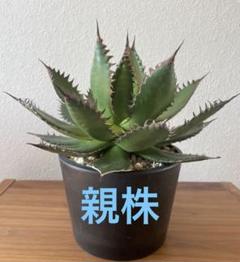 アガベ ホリダ / Agave horrida ssp. horrida #1 | Ducks