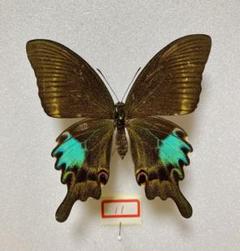 ルリモンアゲハ（1メス、香港産） ルリモンアゲハ（1メス、香港産）