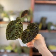 83 ベゴニア フェロックス 激レア トゲトゲ 希少植物 - メルカリ