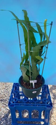 月下美人鉢植え・大
