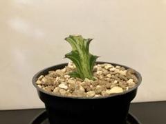 P*Y様 希少種【多肉植物】ユーフォルビア・イエローゴースト（4号深型スリット鉢 P*Y様 希少種【多肉植物】ユーフォルビア・イエローゴースト（4