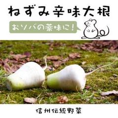 【かわいい】ねずみ辛味大根 60粒【固定種】辛味の中にほんのり甘味~信州伝統