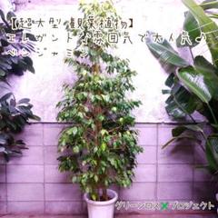 【B級品/超大型観葉植物】エレガントな雰囲気で大人気の観葉植物♪ベンジャミン