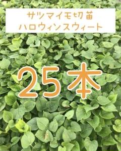 めるページ。ハロウィンスイート メリクロン苗 100本 ゾウ様専用ページ。ハロウィンスイート100本 メリクロン苗 苗