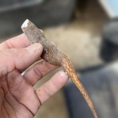 新鮮】オペルクリカリア パキプス パワータンクJ 抜き苗発送