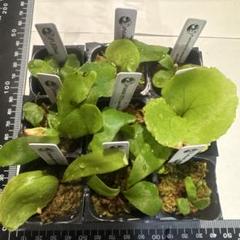 ビカクシダセット15種 エルサOCなど ビカクシダセット15種 エルサOCなど