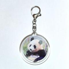 アドベンチャーワールド　アクリルスタンド　アクリルキーホルダー　彩浜セット アドベンチャーワールド 2025年5月 彩浜 & ファミリー 両面写真