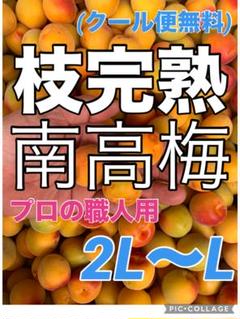 1310❄️クール便【枝完熟南高梅】2L〜L10kg 梅干専用キルトパッチ梅店 1310❄️クール便【枝完熟南高梅】2L〜L10kg 梅干専用キルト