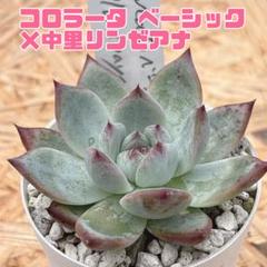 2.【札付き】コロラータ ベーシック×中里リンゼアナ サボテン