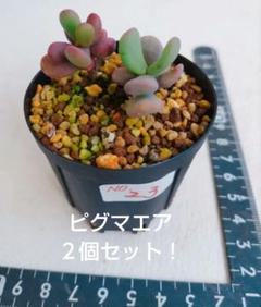 08）雄 ケラリア ピグマエア 実生 （鉢付メルカリ便） - メルカリ