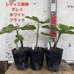 アテッサ新作モデル いちじく レディ三姉妹 - メルカリ その他観葉植物