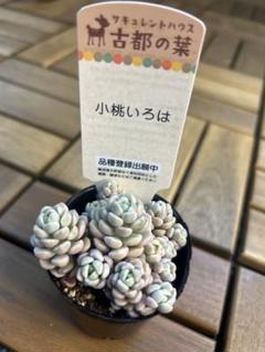 多肉植物　小桃いろは 札付きポットのまま 楽天市場】多肉植物 kthグラプトセダム 小桃いろは 品種登録出願