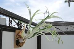 2025年最新】veitchii wild australiaの人気アイテム - メルカリ