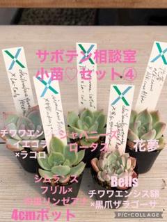 ⑤大きめミソ苗❣️ ももホイップ❣️中里リンゼアナ交配❣️恋交配❣️メルカリ便込 ⑤大きめミソ苗❣️ ももホイップ❣️中里リンゼアナ交配❣️恋
