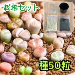 栽培セット リトープスミックス メセン 育て方説明書付 多肉植物
