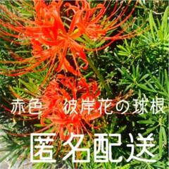 彼岸花 球根 コンパクトBOXいっぱい!500g以上! 大小混合サイズ