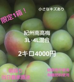 残り20分紅南高梅9キロ⭐︎傷あり傷無しの2.3.4L混合です 残り20分紅南高梅9キロ⭐︎傷あり傷無しの2.3.4L混合です