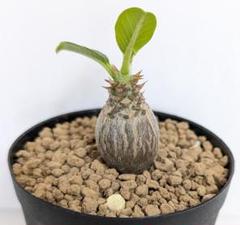 E-JI出品 パキポディウム ウィンゾリー 実生 セット販売。 E-JI様 専用出品 パキポディウム ウィンゾリー 実生 セット販売