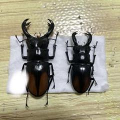 大型 良型 マキシカクワガタ♂野外標本Ω