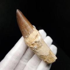 まるで獣脚類のようなモササウルスの巨大歯　約70mm まるで獣脚類のようなモササウルスの巨大歯約70mm