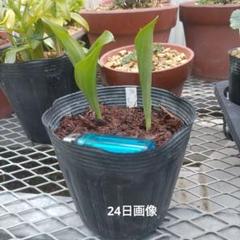 ノリヘイ　山野草　希少　礼文アツモリソウ　花1葉1芽株 礼文アツモリソウ 花1芽株 : 岩崎園芸ネットストア Yahoo店