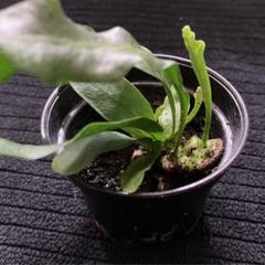 【メルカリ便で発送】レカノプテリス ミラビリス② メルカリ便で発送】レカノプテリス ミラビリス② - メルカリ