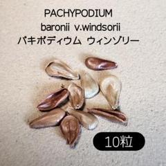 パキポディウム　ウィンゾリー　種子　5粒　7/5採取　鮮度抜群　数量限定　② パキポディウム ウィンゾリー 種子 5粒 7/5採取 鮮度抜群 数量