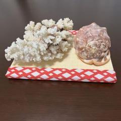 【オブジェ、置物】珊瑚とマンボウ貝（ミニ畳プレゼント）