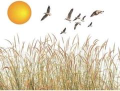 ウォールステッカー 植物 おしゃれ 花 和風 鳥 壁紙 ススキ 和風 和室