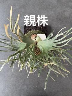 P.willinckii “Jade Girl” spore ジェイドガール ◇ジェイドガール◇ P.Willinckii 'Jade Girl' spore（板付け