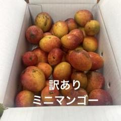 ミニマンゴー　訳あり7キロ ミニマンゴー 訳あり約7.5キロ - メルカリ