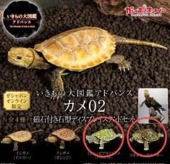 2025年最新】カメ大図鑑の人気アイテム - メルカリ
