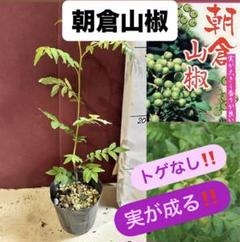 2025年最新】朝倉山椒 苗の人気アイテム - メルカリ