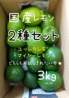 国産レモン 2種セット/マイヤーレモン&ユーレカレモン/箱込み3キロ