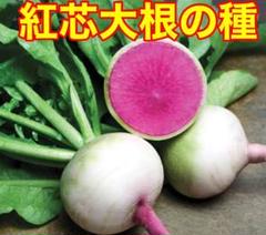 ベトナム 紅芯大根の種 250粒