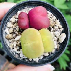 ドロサンテマム 蜜橘 美苗 多肉植物 | Shop at Mercari from