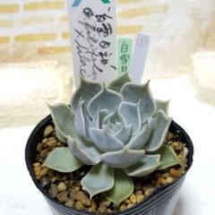 白雪日和 ① 抜き苗 サボテン相談室さん 多肉植物 札なし 6cm