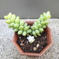 多肉植物 ビアホップ雪花玉 銭串錦 超レア ポット付き 美苗 大苗