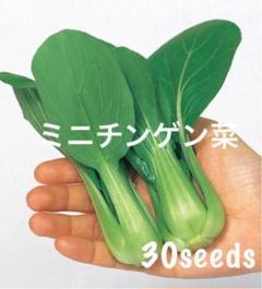 まき時! あっという間に収穫♡ ミニチンゲン菜 種30粒