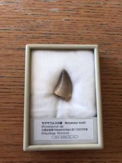 まるで獣脚類のようなモササウルスの巨大歯約70mm