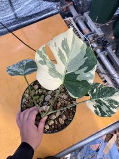 TU　同時梱包割引 モンステラ2 斑入　レガシー　デリシオーサ　葉付き 02」10月のラスト株！ Monstera Legacy Variegata モンステラ