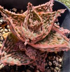 2025年最新】aloe hybridの人気アイテム - メルカリ