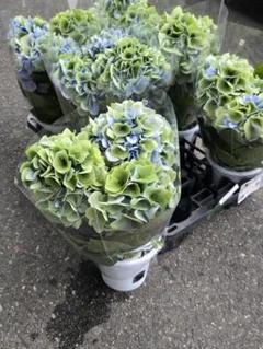 福岡県鬼木様の紫陽花☆ハイドランジア☆筑紫路風車☆4号鉢☆超