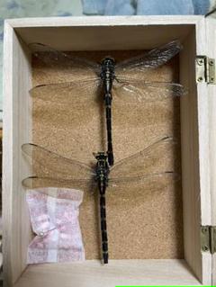 標本 オニヤンマの中古 未使用品 メルカリ