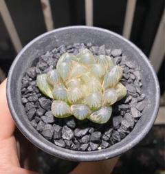 Amazon.co.jp: ハオルチア 多肉植物 ドドソン紫オブツーサ錦 糊