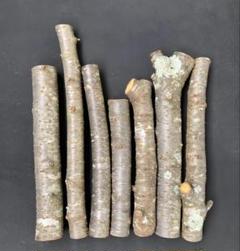 桜　約55cm　丸太7本　中太